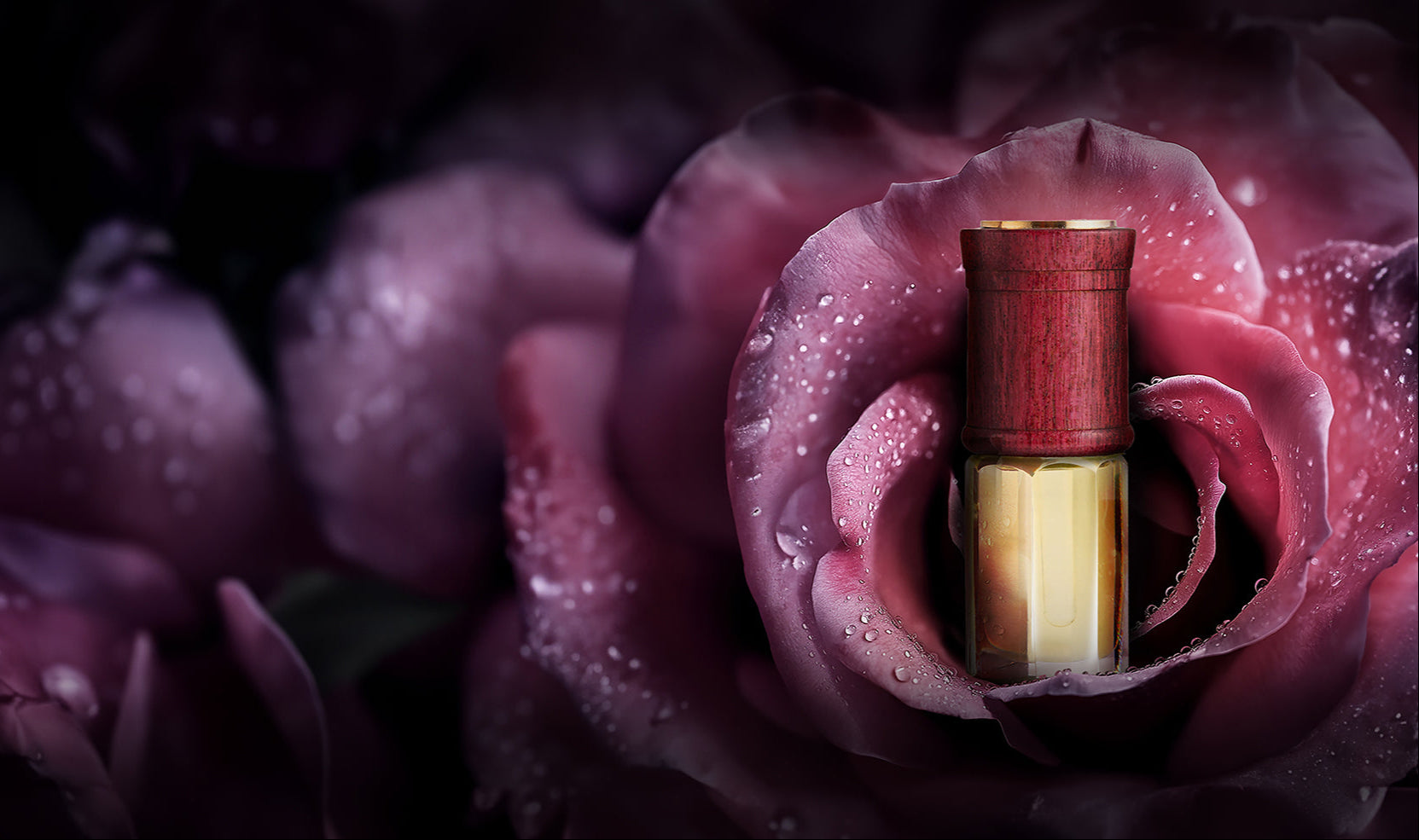 A SULAYM luxury perfume oil bottle with a deep wooden cap nestled inside the dewy petals of a dark rose, with water droplets glistening across the soft, velvety petals.