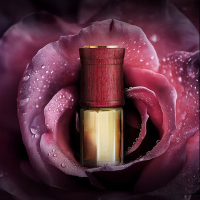 A SULAYM luxury perfume oil bottle with a deep wooden cap nestled inside the dewy petals of a dark rose, with water droplets glistening across the soft, velvety petals.